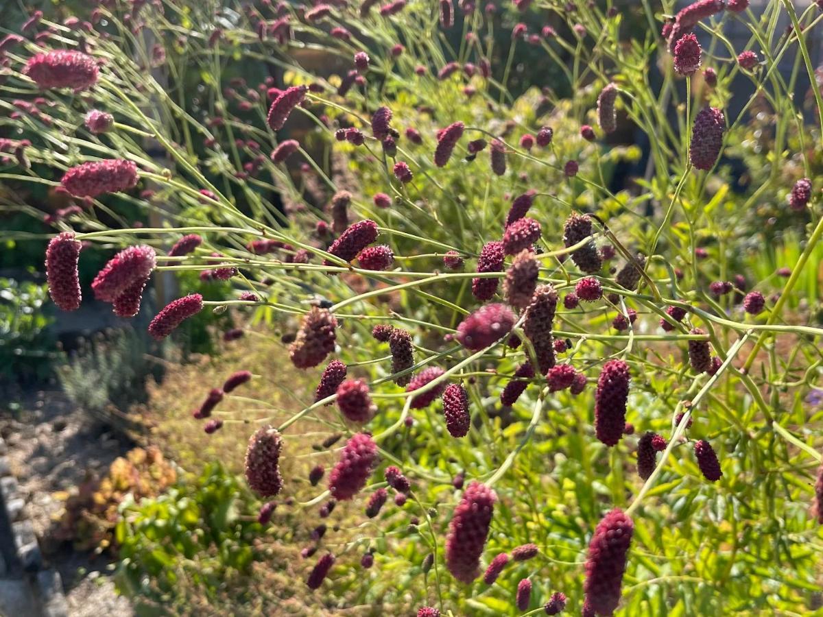 Les Pimprenelles Villa Beauraing Dış mekan fotoğraf